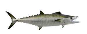 Mackerel, King