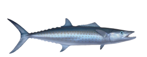 Mackerel, Spanish