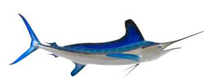 Billfish - Marlin, White