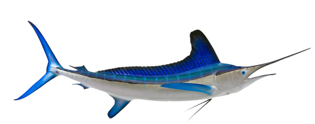 Billfish – Marlin, White