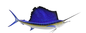 Billfish - Sailfish