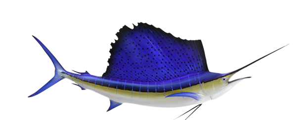 Billfish - Sailfish