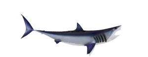 Shark, Shortfin Mako