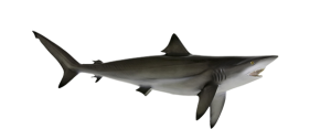 Shark, Blacktip