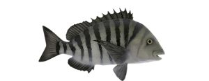 Sheepshead