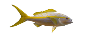 Snapper, Yellowtail