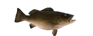 Cubera Snapper