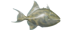 Gray Triggerfish