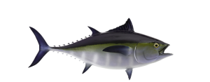 Tuna, Blackfin