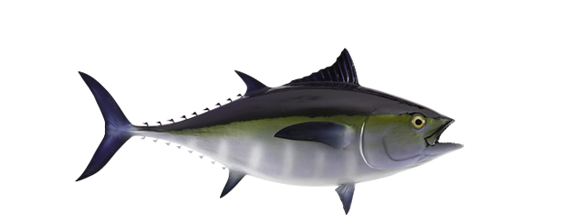 Tuna, Blackfin