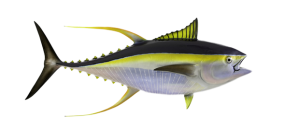 Yellowfin, Tuna