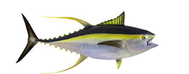 Yellowfin, Tuna